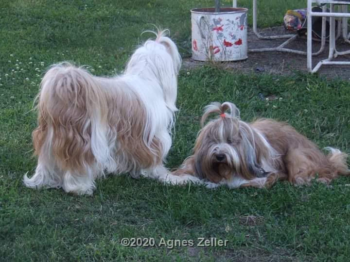 Tinghsa Bells Tibetan Terrier 0088