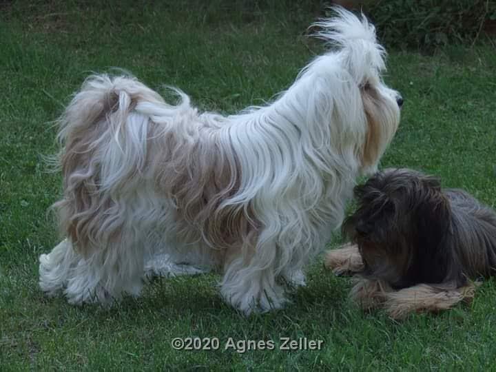 Tinghsa Bells Tibetan Terrier 0093