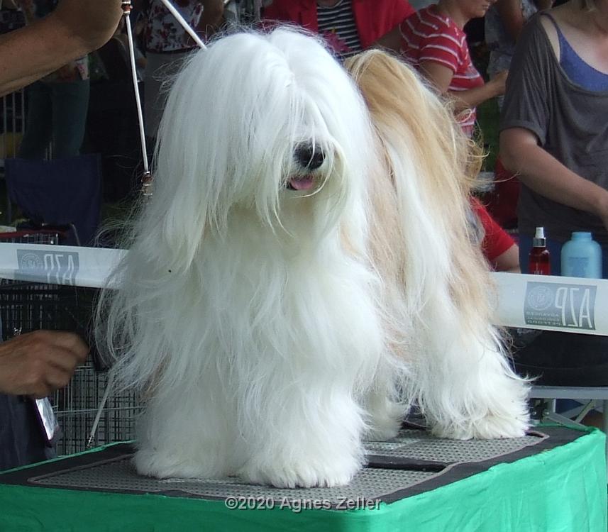 Tinghsa Bells Tibetan Terrier Szi-szi 1