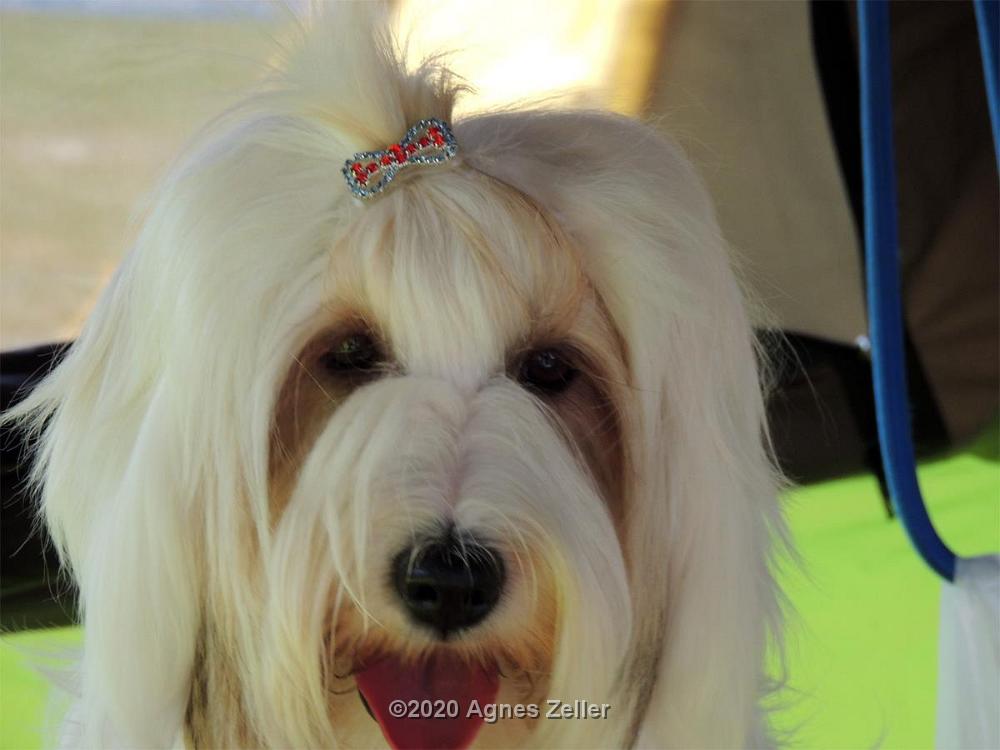 Tinghsa Bells Tibetan Terrier Szi-szi 2