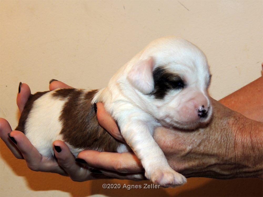 Tinghsa Bells Tibetan Terrier Szi-szi