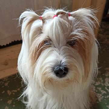 Tinghsa Bells Tibetan Terrier 0012