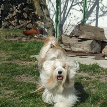 Tinghsa Bells Tibetan Terrier 0018