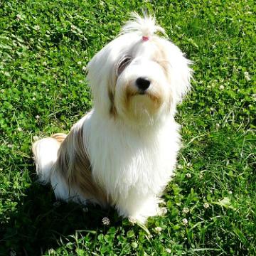 Tinghsa Bells Tibetan Terrier 0030