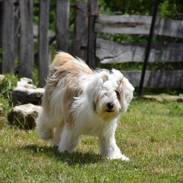 Tinghsa Bells Tibetan Terrier 0082