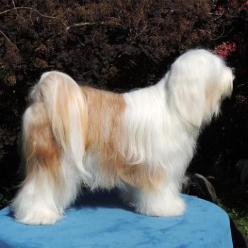 Tinghsa Bells Tibetan Terrier 0083