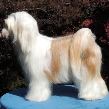 Tinghsa Bells Tibetan Terrier 0084