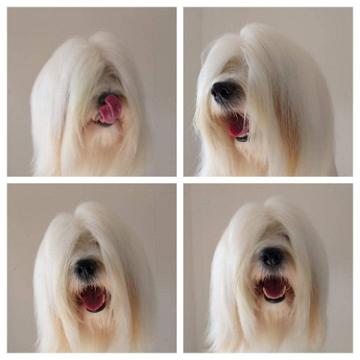 Tinghsa Bells Tibetan Terrier 0085