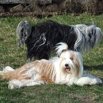 Tinghsa Bells Tibetan Terrier 0086