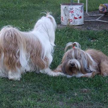 Tinghsa Bells Tibetan Terrier 0088