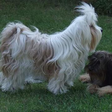 Tinghsa Bells Tibetan Terrier 0093