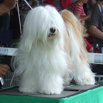 Tinghsa Bells Tibetan Terrier Szi-szi 1