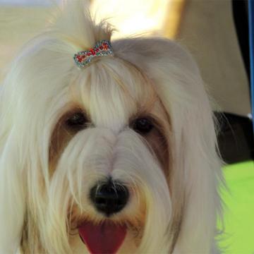 Tinghsa Bells Tibetan Terrier Szi-szi 2