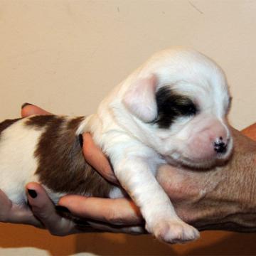 Tinghsa Bells Tibetan Terrier Szi-szi