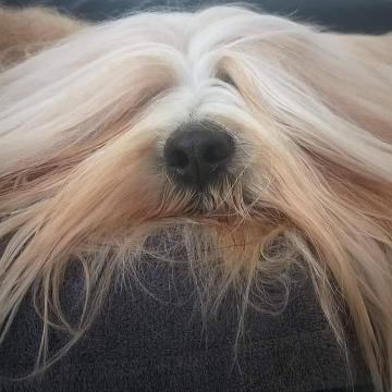 Tibetan Terrier - Tinghsa Bells Fairy Tail - Teddy 2