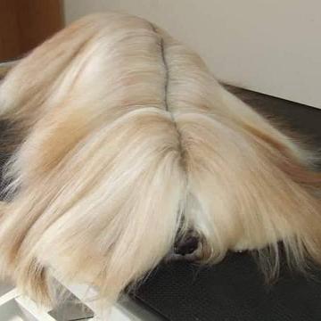 Tinghsa Bells Tibetan Terrier 0097